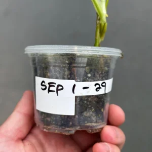 Variegated Monstera Adansonii Albo Live Plant - Rare Swiss Cheese Houseplant in Nursery Pot - Image 6