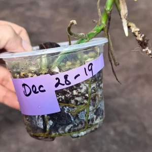 Variegated Monstera Adansonii Albo Live Plant – Rare Half-Moon Swiss Cheese Vine – Indoor Collector Plant - Image 6