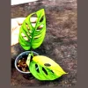 Variegated Monstera Adansonii Albo Live Plant - Rare Swiss Cheese Potted Houseplant - Image 1