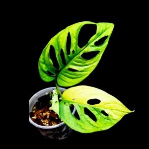 Variegated Monstera Adansonii Albo Live Plant - Rare Swiss Cheese Potted Houseplant - Image 1