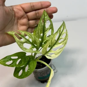 Variegated Monstera Adansonii Mint Live Plant - Rare Swiss Cheese Aroid - Image 2