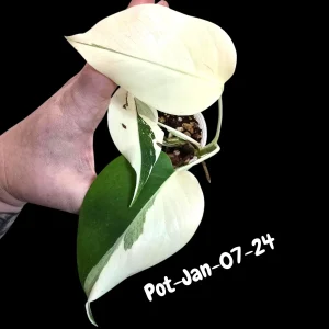 Variegated Monstera Albo Live Plant – Rare Indoor Houseplant – White & Green Foliage - Image 10