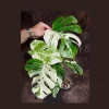 Variegated Monstera Albo Live Plant - Rare Indoor Houseplant - White Variegation - Image 1