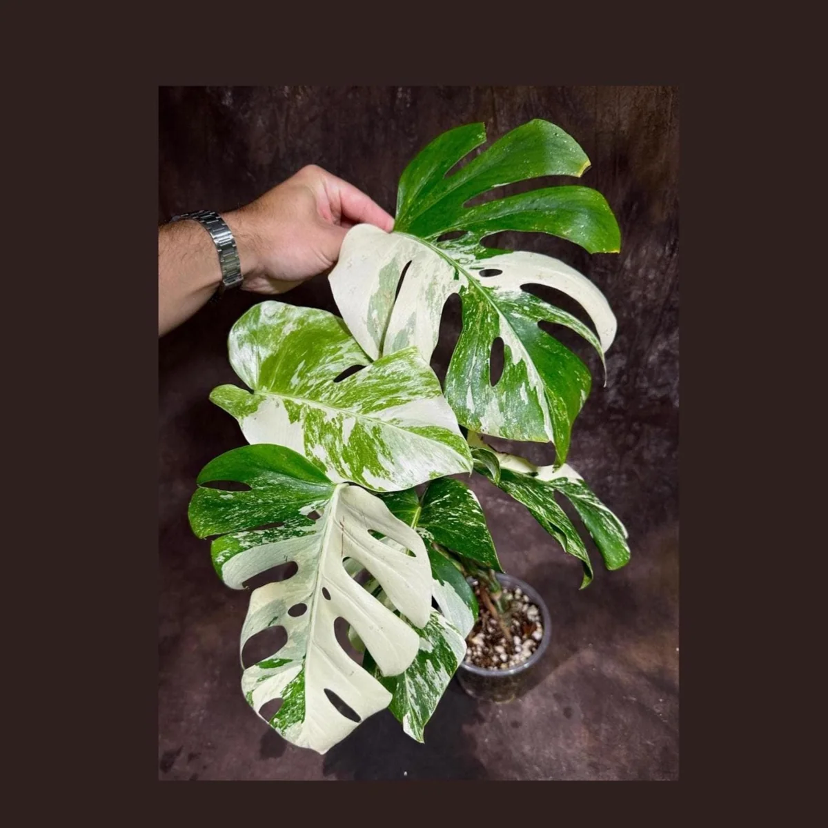Variegated Monstera Albo Live Plant - Rare Indoor Houseplant - White Variegation - Image 1