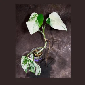 Variegated Monstera Albo Live Plant - Rare Indoor Houseplant with White Variegation - Image 1
