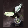 Variegated Monstera Albo Live Plant - Rare Indoor Houseplant - White & Green Leaves - Image 1