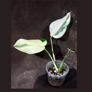 Variegated Monstera Albo Live Plant - Rare Indoor Houseplant - White & Green Leaves - Image 1