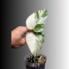 Variegated Monstera Albo Live Plant - Rare Indoor Houseplant - Image 1