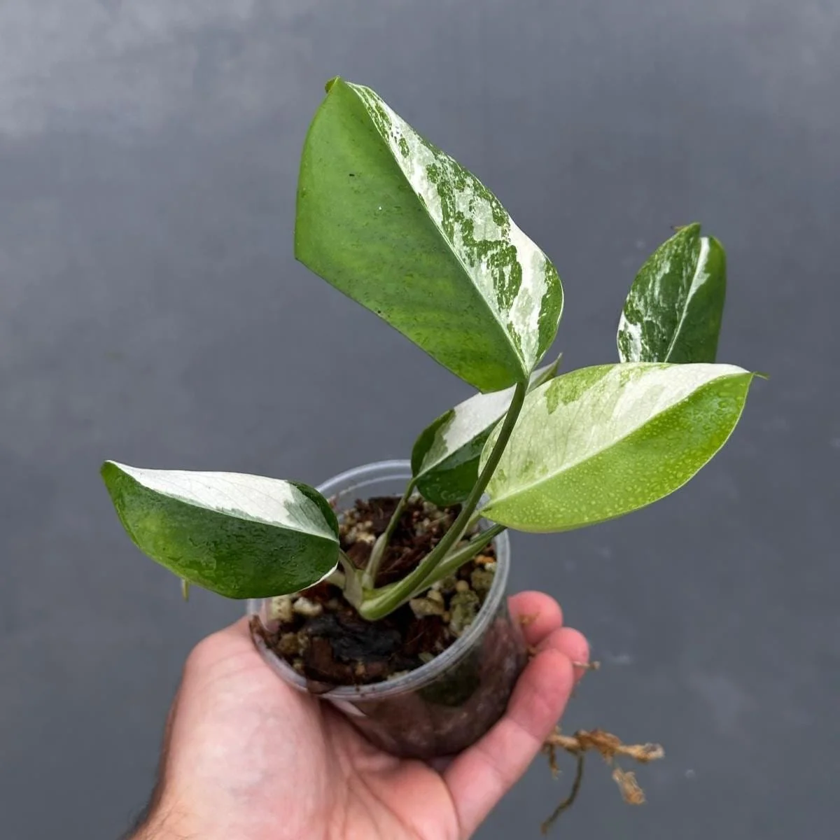 Variegated Monstera Albo Live Plant - Rare Indoor Houseplant - White Borsigiana - Image 1
