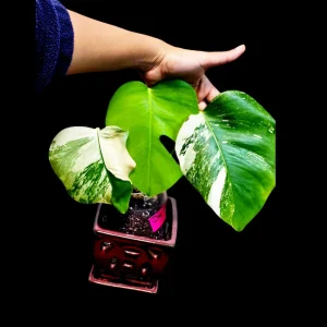 Variegated Monstera Albo Live Plant - Rare Indoor Houseplant - White Borsigiana - Image 1