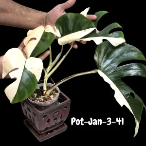 Variegated Monstera Albo Live Plant – Rare Indoor Houseplant – White & Green Foliage - Image 1