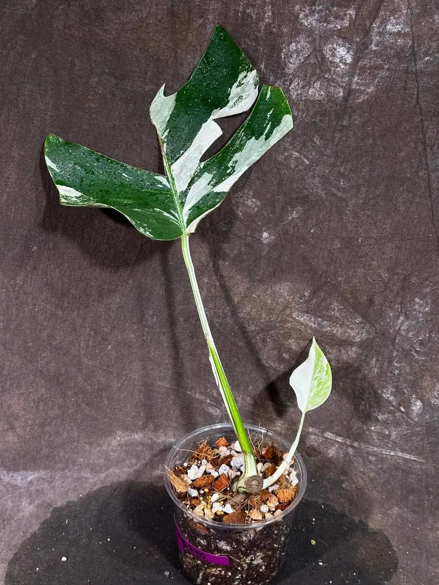 Variegated Monstera Albo Live Plant - Rare Indoor Houseplant - White Borsigiana - Image 2