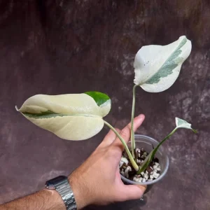 Variegated Monstera Albo Live Plant - Rare Indoor Houseplant - White & Green Leaves - Image 2
