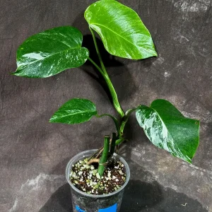 Variegated Monstera Albo Live Plant – Rare Indoor Houseplant – White Borsigiana - Image 2