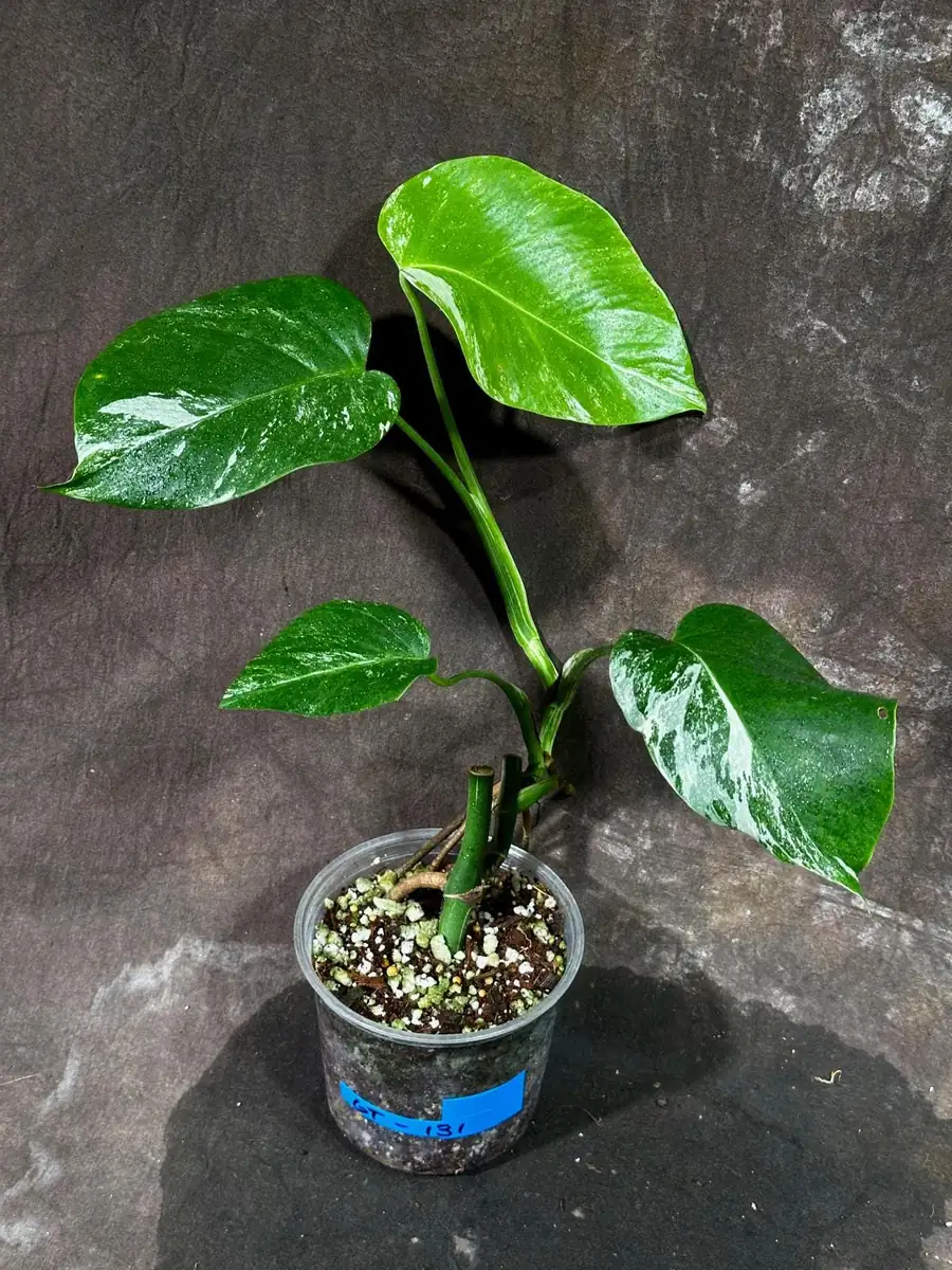 Variegated Monstera Albo Live Plant – Rare Indoor Houseplant – White Borsigiana - Image 2