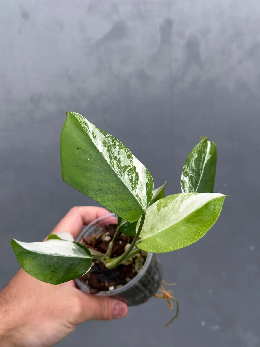 Variegated Monstera Albo Live Plant - Rare Indoor Houseplant - White Borsigiana - Image 2