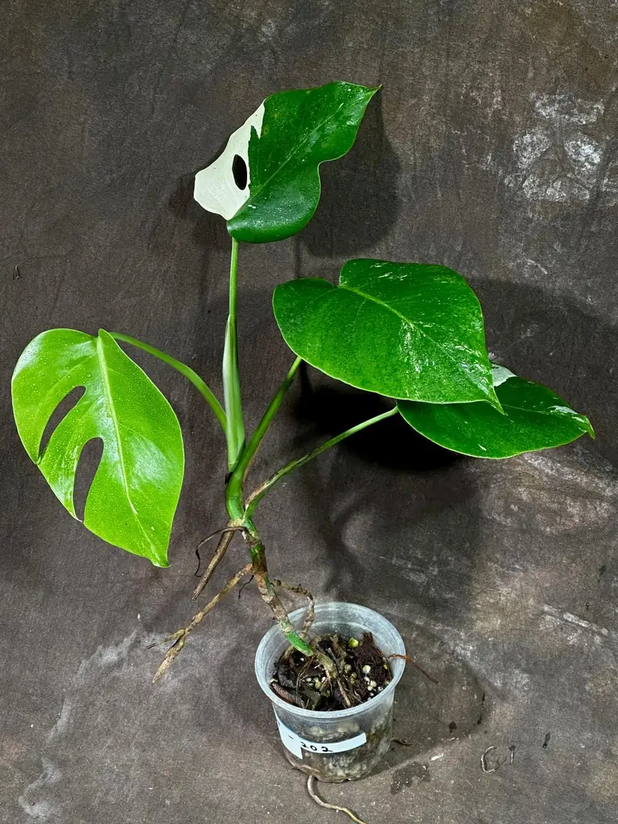 Variegated Monstera Albo Live Plant - Rare Indoor Houseplant with White & Green Leaves - Image 2