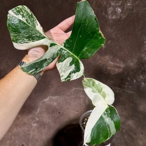 Variegated Monstera Albo Live Plant - Rare Indoor Houseplant - White Variegation - Image 2
