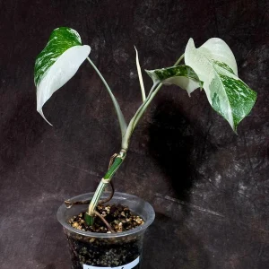 Variegated Monstera Albo Live Plant - Rare Indoor Houseplant with White & Green Leaves - Image 2