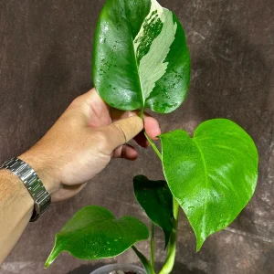 Variegated Monstera Albo Live Plant – Rare Indoor Houseplant – White Borsigiana - Image 2