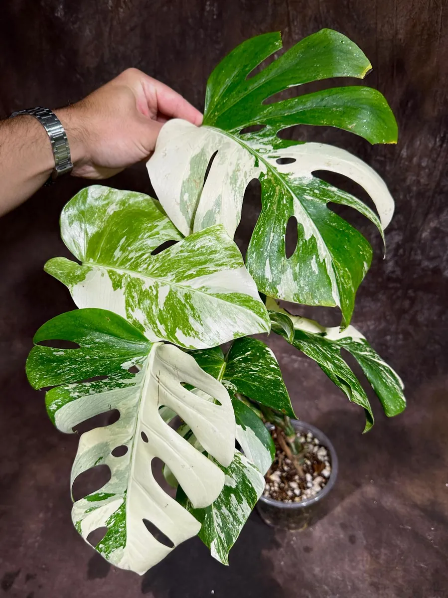 Variegated Monstera Albo Live Plant - Rare Indoor Houseplant - White Variegation - Image 2