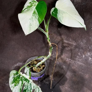 Variegated Monstera Albo Live Plant - Rare Indoor Houseplant with White Variegation - Image 2