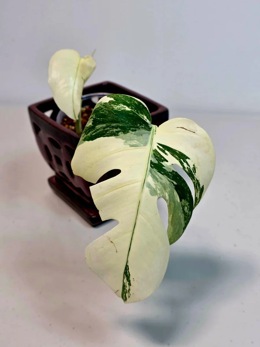 Variegated Monstera Albo Live Plant - Rare Indoor Houseplant - White Borsigiana Albo Potted - Image 2