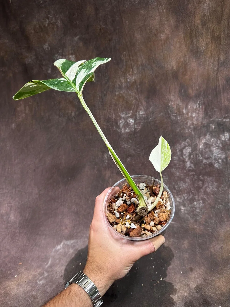 Variegated Monstera Albo Live Plant - Rare Indoor Houseplant - White Borsigiana - Image 3