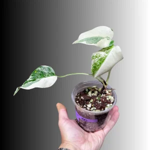 Variegated Monstera Albo Live Plant - Rare Indoor Houseplant - White Borsigiana - Image 3