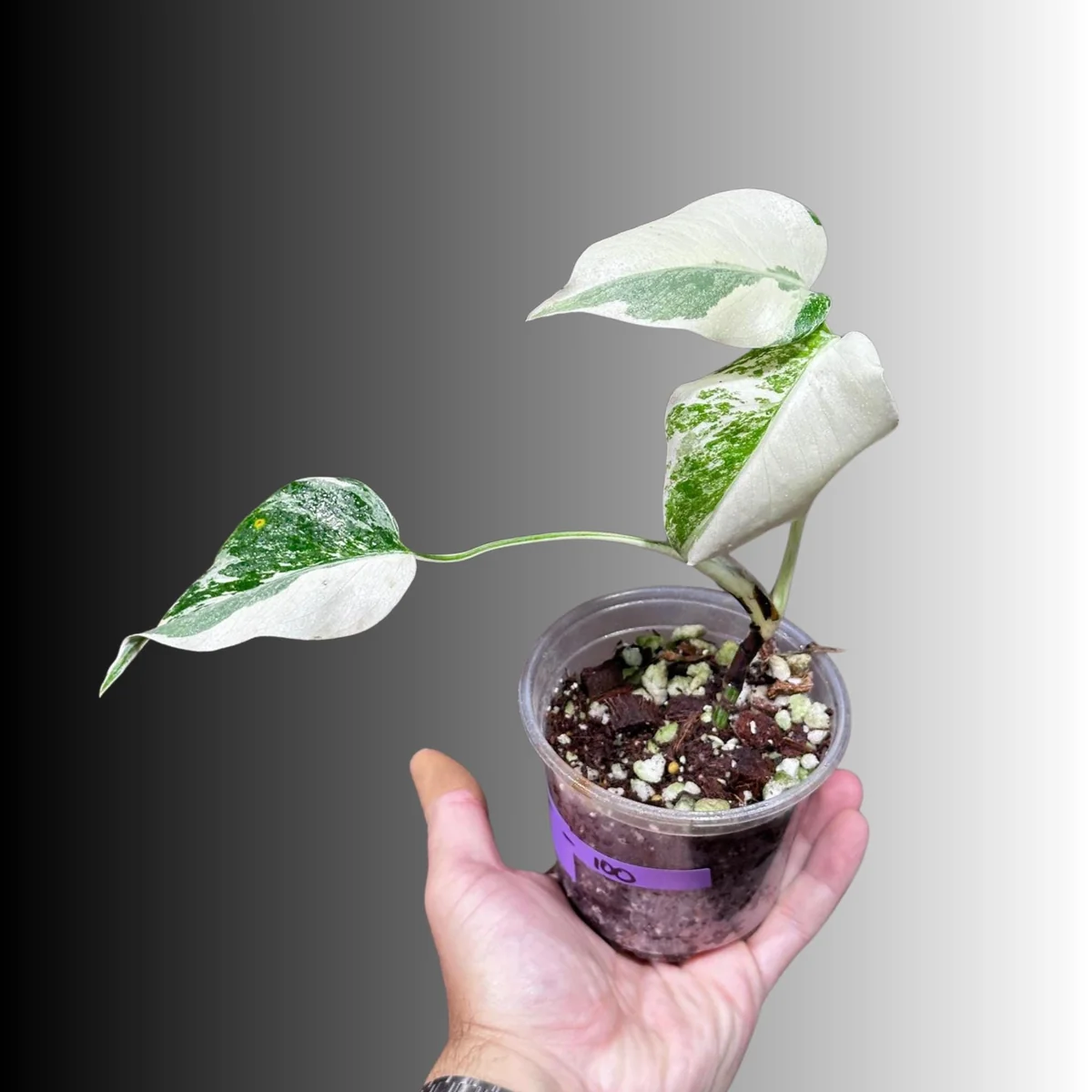 Variegated Monstera Albo Live Plant - Rare Indoor Houseplant - White Borsigiana - Image 3