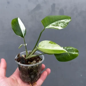 Variegated Monstera Albo Live Plant - Rare Indoor Houseplant - White Borsigiana - Image 3