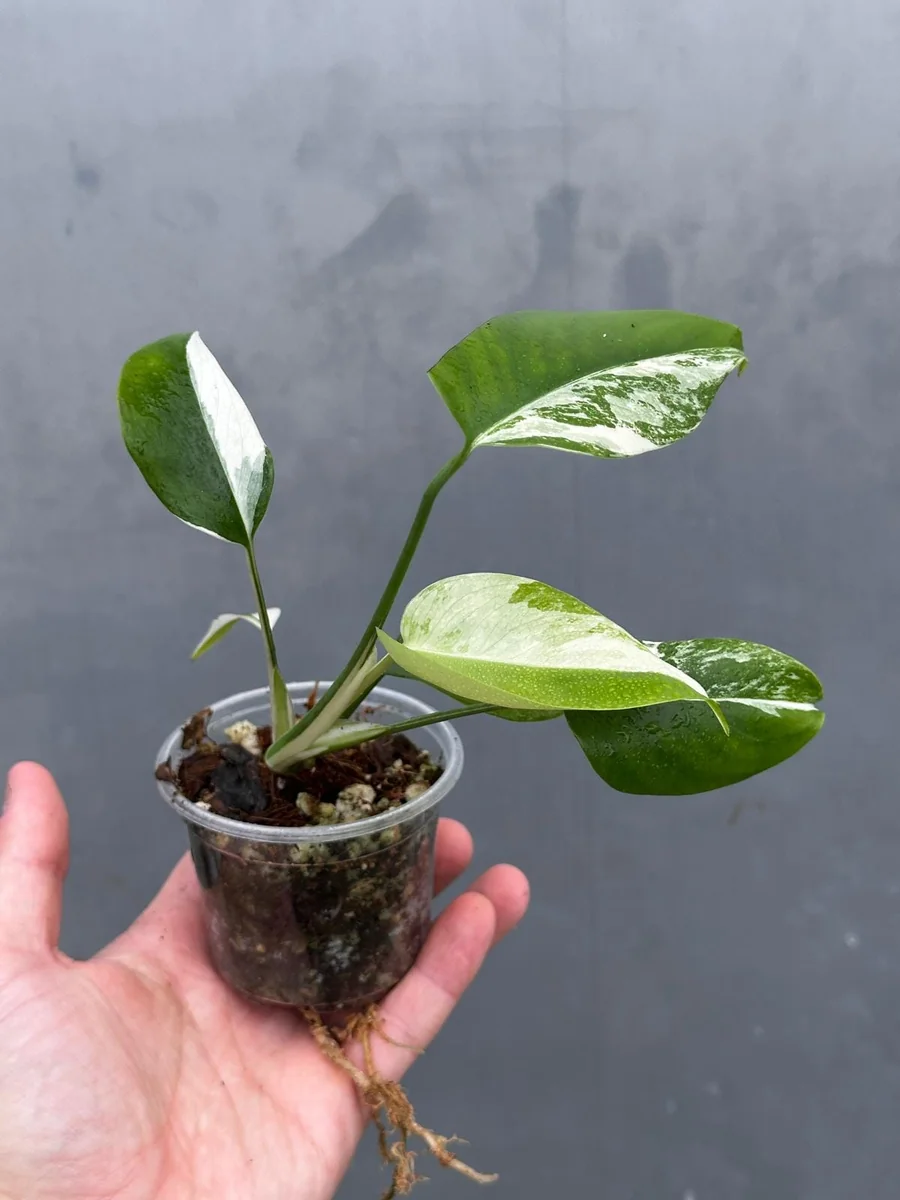Variegated Monstera Albo Live Plant - Rare Indoor Houseplant - White Borsigiana - Image 3