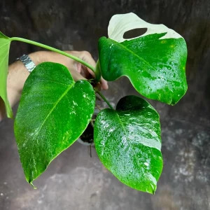 Variegated Monstera Albo Live Plant - Rare Indoor Houseplant with White & Green Leaves - Image 3