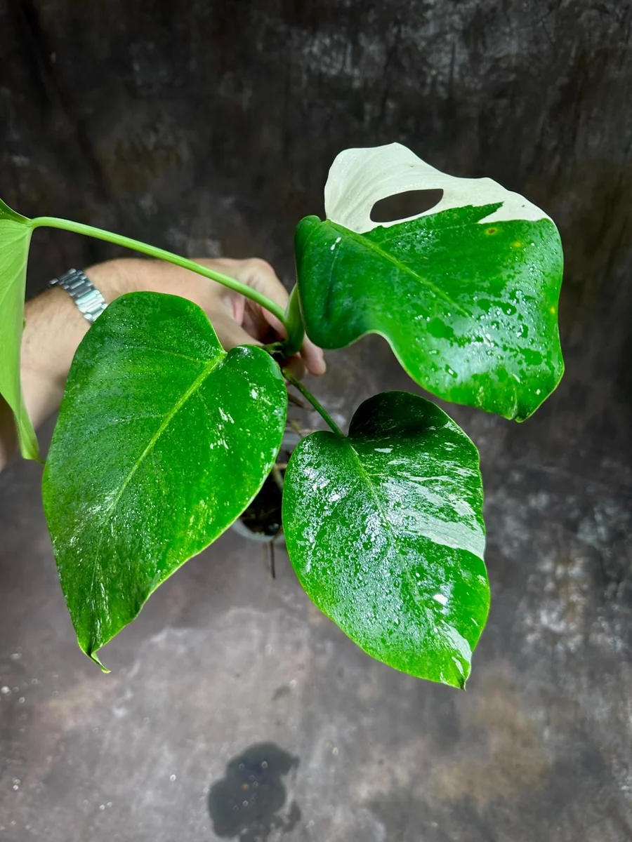 Variegated Monstera Albo Live Plant - Rare Indoor Houseplant with White & Green Leaves - Image 3