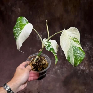 Variegated Monstera Albo Live Plant - Rare Indoor Houseplant with White & Green Leaves - Image 3