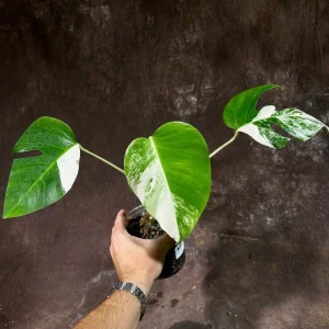 Variegated Monstera Albo Live Plant - Rare Indoor Houseplant - White & Green Leaves - Image 3