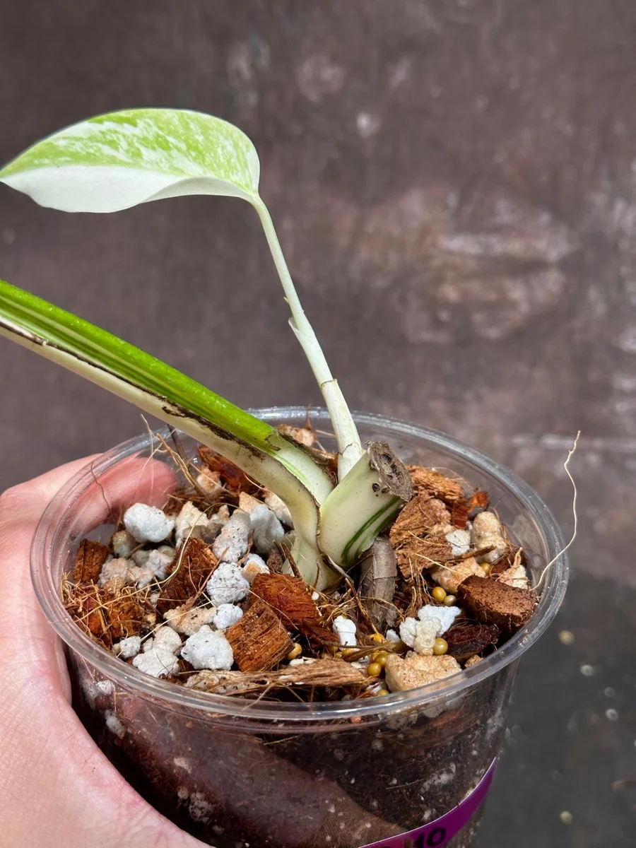 Variegated Monstera Albo Live Plant - Rare Indoor Houseplant - White Borsigiana - Image 4