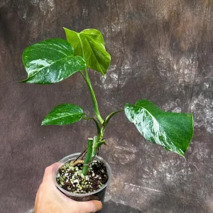 Variegated Monstera Albo Live Plant - Rare Indoor Houseplant with White & Green Leaves - Image 4