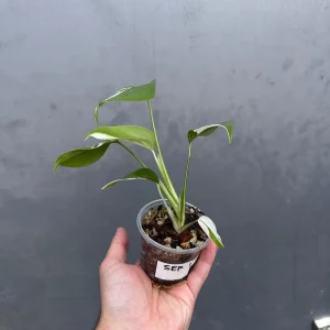 Variegated Monstera Albo Live Plant - Rare Indoor Houseplant - White Borsigiana - Image 4