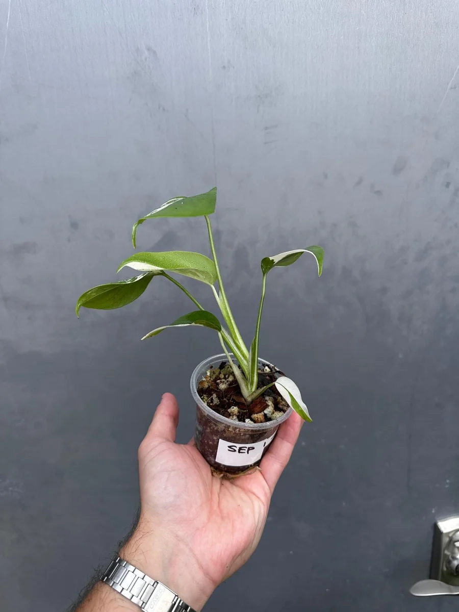 Variegated Monstera Albo Live Plant - Rare Indoor Houseplant - White Borsigiana - Image 4