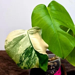 Variegated Monstera Albo Live Plant - Rare Indoor Houseplant - White Borsigiana - Image 4