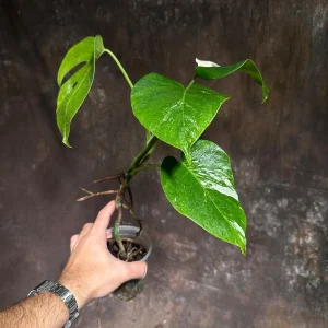Variegated Monstera Albo Live Plant - Rare Indoor Houseplant with White & Green Leaves - Image 4