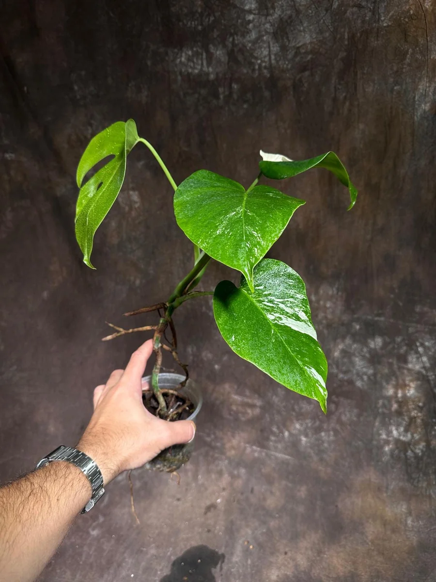 Variegated Monstera Albo Live Plant - Rare Indoor Houseplant with White & Green Leaves - Image 4