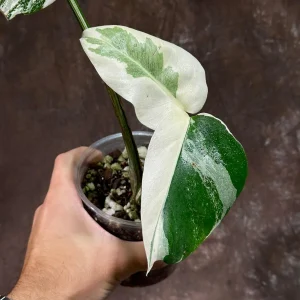 Variegated Monstera Albo Live Plant - Rare Indoor Houseplant - White Variegation - Image 4