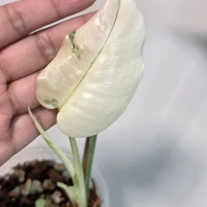 Variegated Monstera Albo Live Plant - Rare Indoor Houseplant - White Borsigiana Albo Potted - Image 4