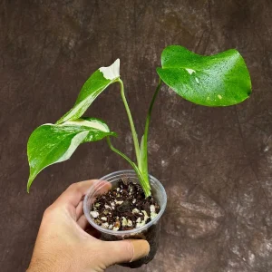 Variegated Monstera Albo Live Plant - Rare Indoor Houseplant - White & Green Leaves - Image 4