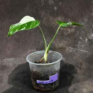 Variegated Monstera Albo Live Plant - Rare Indoor Houseplant with White Variegation - Image 4
