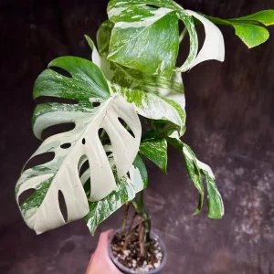 Variegated Monstera Albo Live Plant - Rare Indoor Houseplant - White Variegation - Image 4