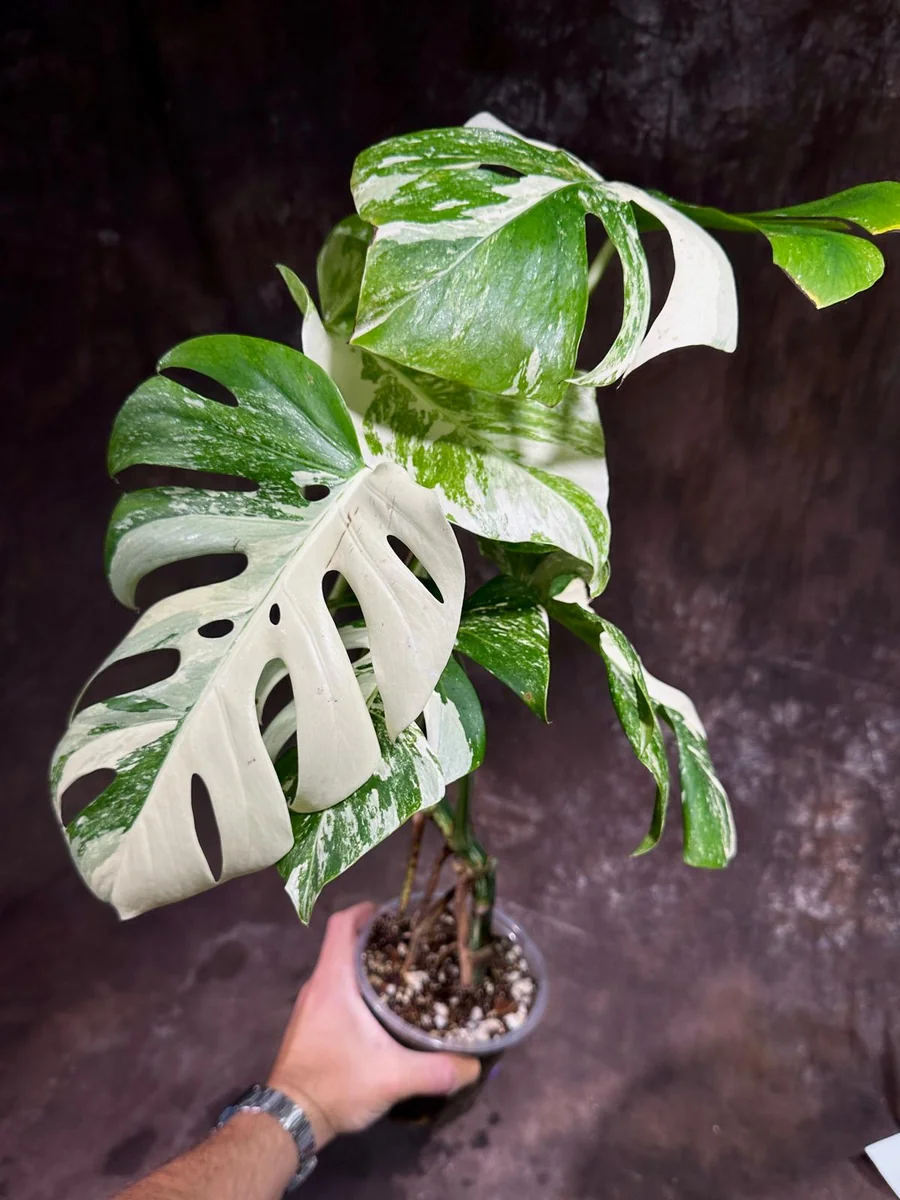 Variegated Monstera Albo Live Plant - Rare Indoor Houseplant - White Variegation - Image 4
