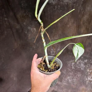 Variegated Monstera Albo Live Plant - Rare Indoor Houseplant with White Variegation - Image 4